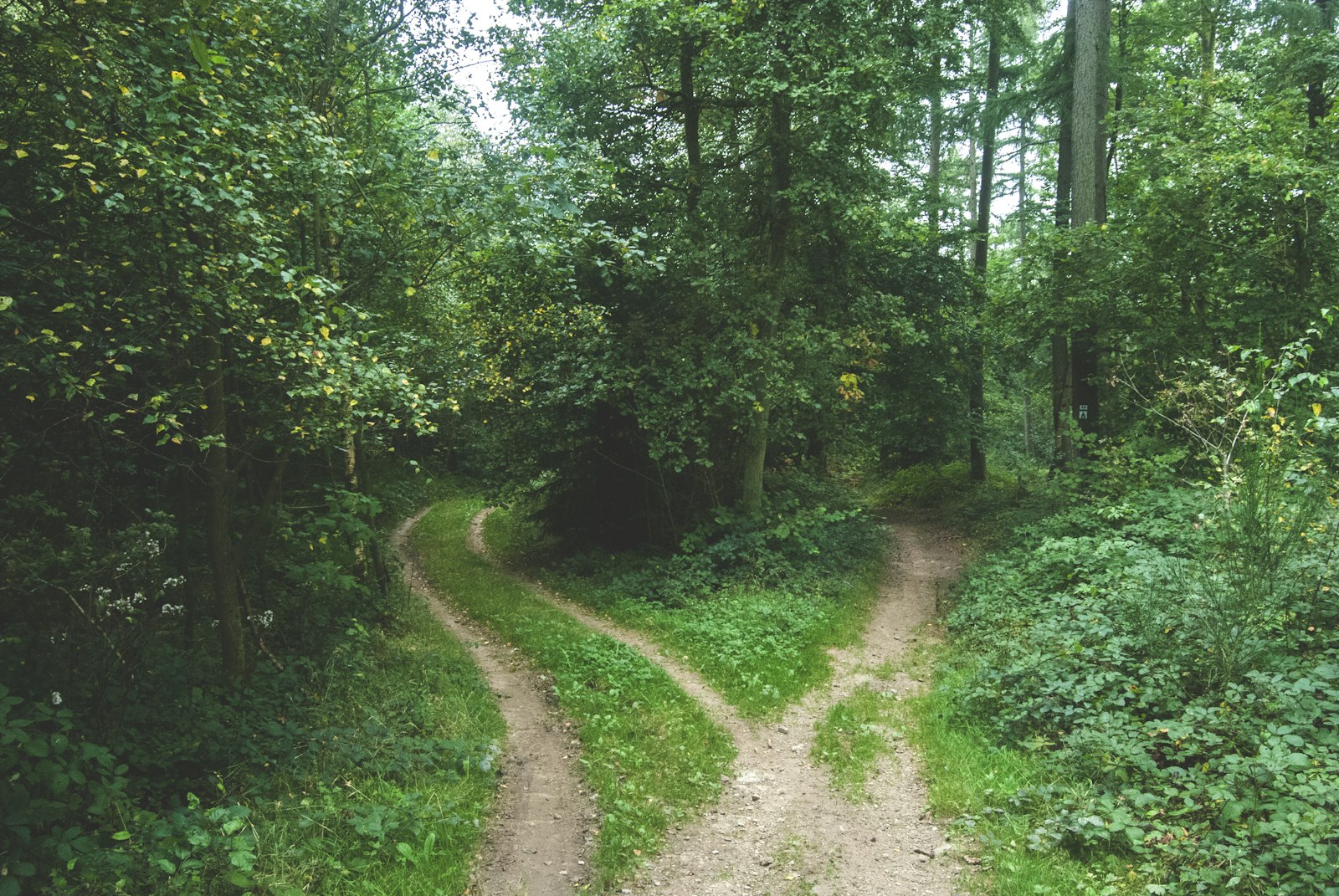 Dos caminos que se bifurcan entre árboles, representando una decisión