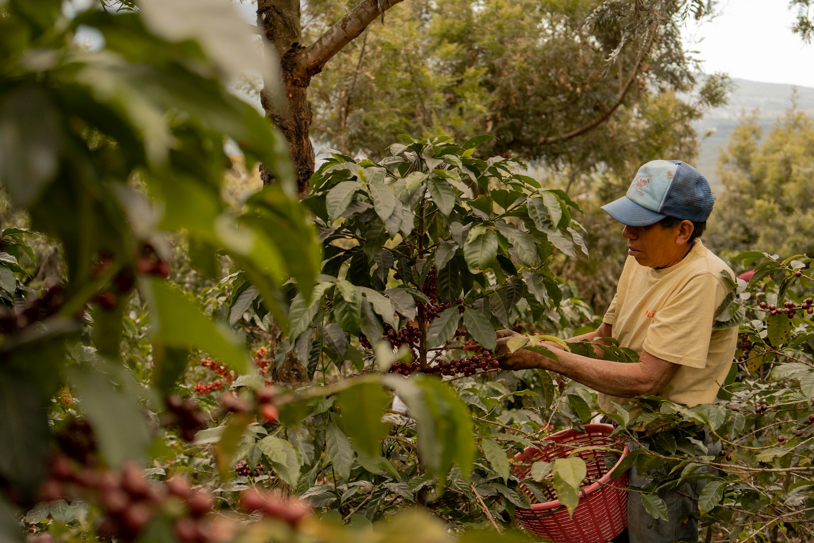 Agricultor cosechando granos de café