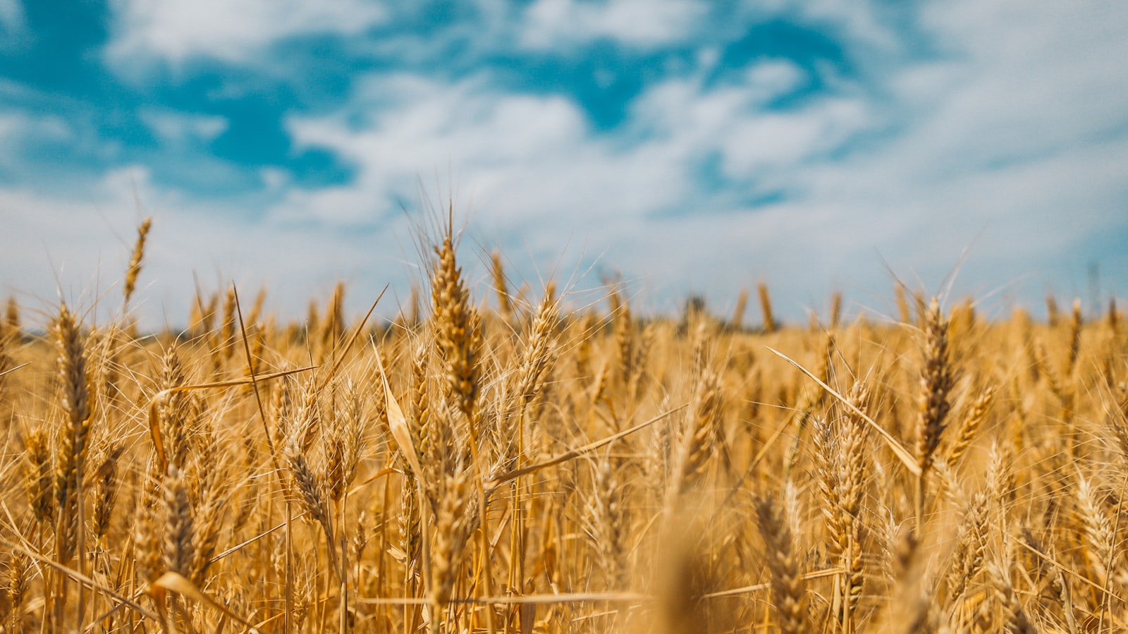 Campo de trigo dorado, representando recursos naturales limitados